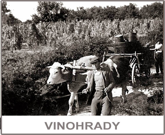Vinohrady
